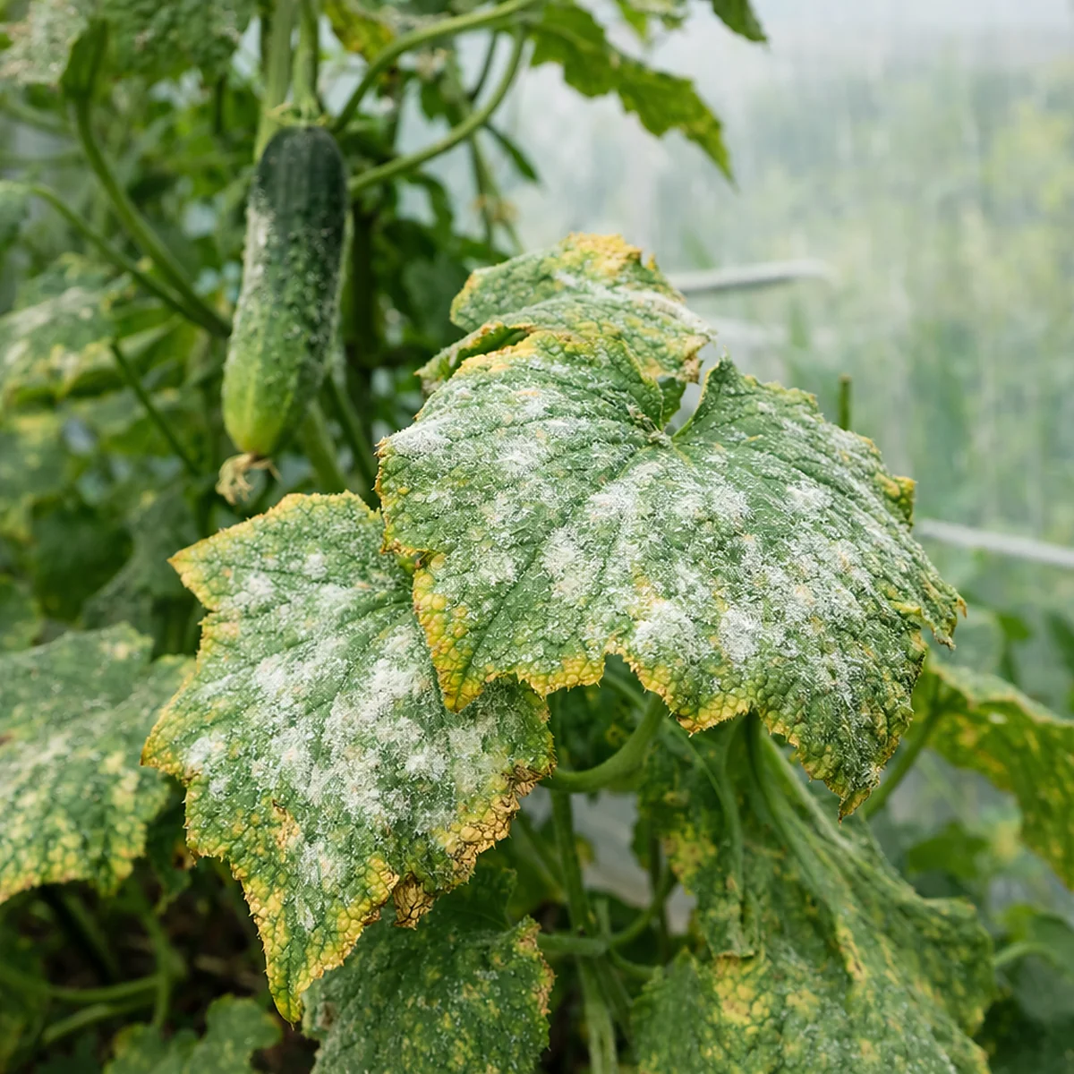 Choroby w tunelu foliowym – mączniak na liściach ogórka