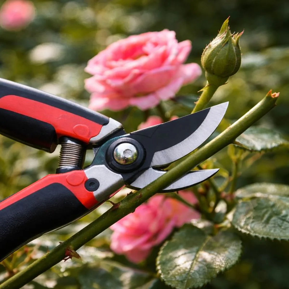 Sekator do ogrodu nożycowy tnie zielony pęd róży przy pąku