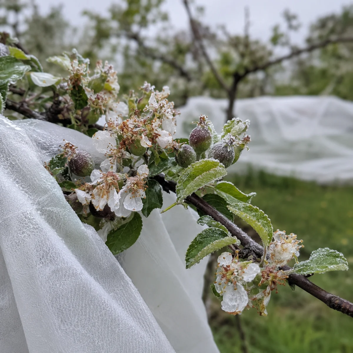 Osłonięte agrowłókniną drzewko owocowe z oszronionymi kwiatami i młodymi zawiązkami po majowym przymrozku